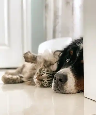 Mascotas bienvenidas, Paraíso desconocido