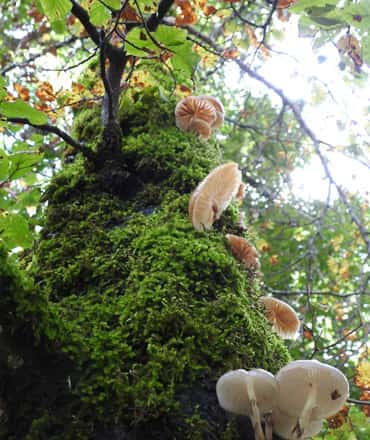 Micología palentina