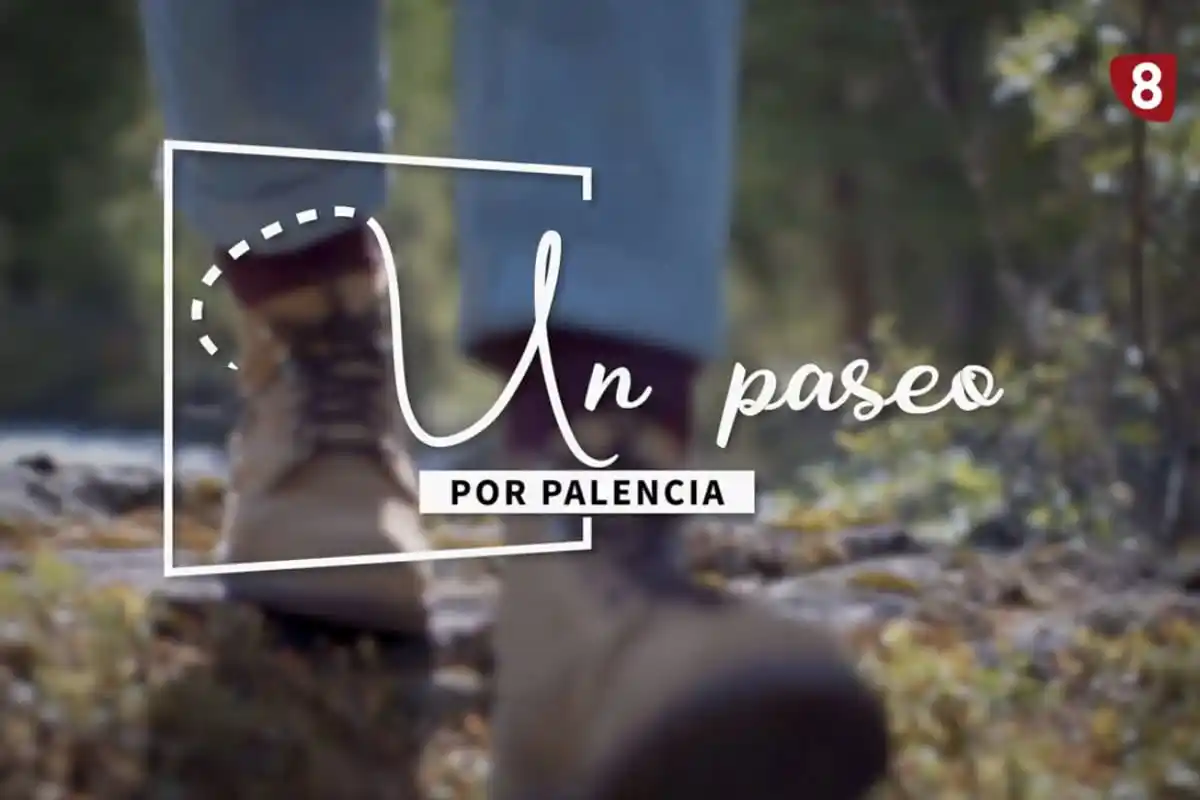 Oso pardo en la Montaña Palentina