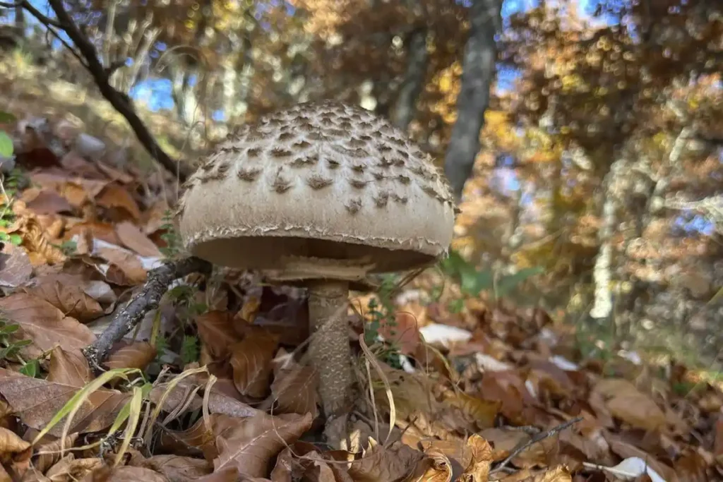 El otoño 1